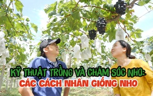 Kỹ thuật trồng và chăm sóc nho: Các cách nhân giống nho