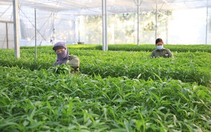 Thanh Trì chú trọng phát triển nông nghiệp công nghệ cao