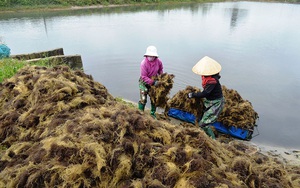 "Lộc trời" nông dân Quảng Trị vớt lên từ ao nuôi cá dìa, nuôi cá đối là thứ gì mà hễ bán là lãi?