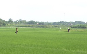 Phú Thọ: Nhà nông đẩy mạnh chăm sóc lúa chiêm xuân, thế nào là bón phân Lâm Thao "4 đúng"?