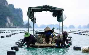 Quảng Ninh: Đổi mới 2 điều này, nghề nuôi tôm và nuôi biển của xứ Than sẽ tăng trưởng cấp số nhân