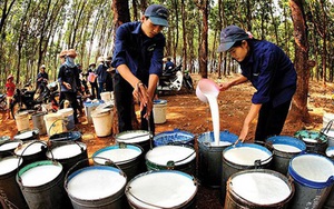 Giá cao su vẫn bốc đồng tăng mạnh, thị trường còn biến động lớn bởi &quot;ẩn số Trung Quốc&quot;