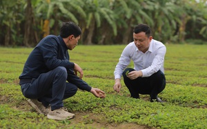 Thanh Hóa: Trồng rau má tưởng làm đại khái cho vui, bất ngờ nông dân này kiếm tiền tỷ mỗi năm