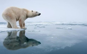 Tại sao Nam Cực có hải cẩu, cá voi mà không có gấu?