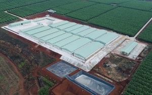 Gia Lai: Công ty Cổ phần gia súc Lơ Pang xây dựng trại nuôi lợn trái phép gần 100 tỷ đồng