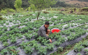 Lào Cai: Trồng loại rau lạ đến từ phương Tây, lá xoăn tít, hái đến đâu có thương lái tới mua tận ruộng