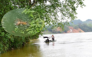 Đã tìm thấy thi thể người mẹ trong vụ lật đò ở Yên Sơn, Tuyên Quang