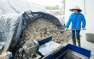 Cận cảnh quy trình chế biến vỏ hàu thành thức ăn chăn nuôi của nông dân Quảng Ninh
