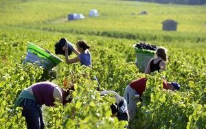 Lao động Việt Nam đi làm nông nghiệp tại Australia có thể kiếm gần 70 triệu đồng/tháng