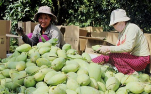 Nông dân Sài thành tập tành “bán hàng trên mây”