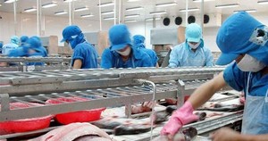 Vĩnh Hoàn (VHC): Cổ phiếu tăng 107%, Công ty mang toàn bộ hơn 1,43 triệu cổ phiếu quỹ ra bán