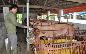 Ninh Bình: Hàng chục giám đốc, cán bộ đi học nuôi lợn an toàn sinh học, tâm đắc vì &quot;vỡ&quot; ra nhiều điều