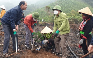 Quảng Ninh: Hội Nông dân trồng hàng vạn giống cây lim, lát, dổi với quyết tâm phủ kín rừng gỗ lớn
