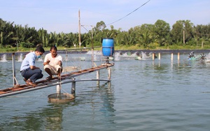 Long An; Giá thức ăn chăn nuôi tăng không biết đâu mà lần, nông dân nuôi tôm đành phải làm điều này