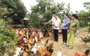 Nuôi gà đặc sản la liệt dưới tán cây, nông dân nghèo Quảng Ninh nhanh "có của ăn của để"