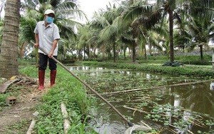Đào kênh nuôi ốc đặc sản gì trong vườn dừa, chả tốn mấy thức ăn mà một ông nông dân Bình Định thu nửa tỷ/năm?
