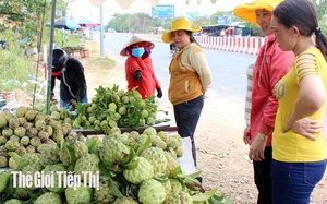Nâng tầm giá trị mãng cầu Tây Ninh nhờ công nghệ chiết xuất polyphenol 