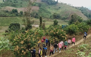 Khu vườn trường thơm ngát hương xoài từ chương trình tặng cây giống của Báo NTNN/Điện tử Dân Việt