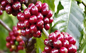 Giá cà phê hôm nay, Đắk Lắk rút về "án ngữ" mốc 41.000 đồng/kg, cách bón phân giúp cây cà phê giảm rụng trái