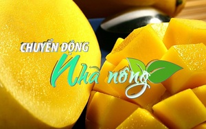 Chuyển động Nhà nông 30/3: Báo Đức đưa tin về xoài xuất khẩu của Việt Nam