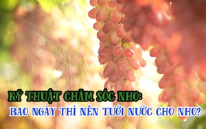 Kỹ thuật chăm sóc nho: Bao nhiêu ngày thì nên tưới nước cho nho một lần?