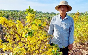 Tại sao 3 sản phẩm nông nghiệp nổi tiếng của Sài thành chưa được làm  OCOP?