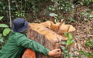 Gia Lai: Khởi tố vụ “cạo trọc” gần 6.000m2 rừng tự nhiên