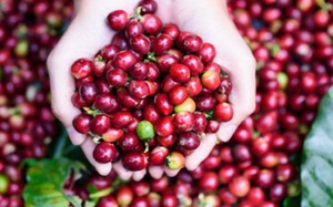 Giá cà phê ngày 26/1: Cà phê Robusta tiếp tục tăng giá mạnh, hình thành đỉnh giá mới