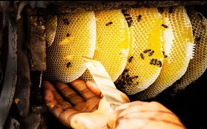 Quy trình thu hoạch mật ong Manuka ở New Zealand