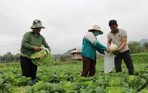 Nông dân ở vùng đất này của Sơn La trồng những loại rau gì mà giàu lên trông thấy?
