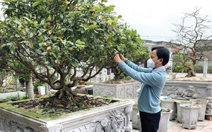 Trồng mai vàng Huế chỉ có thế rồng, vì sao lúc hoa mai vàng sốt giá, dân làng vẫn không mặn mà thương mại hóa?