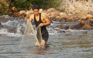 Tìm bắt loài cá đặc sản chạy thành đàn dưới sông Đakrông ở Quảng Trị, nhà giàu cũng săn lùng