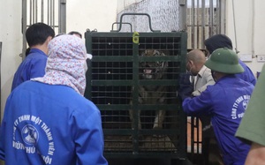 8 con hổ đưa về Vườn thú Hà Nội sẽ được chăm sóc như thế nào?