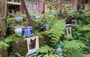 Nghĩa trang chó mèo ở Hà Nội: Chủ thú cưng tiết lộ “lí do đặc biệt” khi đưa thú cưng đi an táng