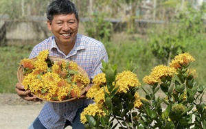 Một ông nông dân Đồng Tháp đi lạc ở Cần Thơ tình cờ phát hiện ra loài hoa bông trang tiền tỷ đang &quot;phát sốt&quot;