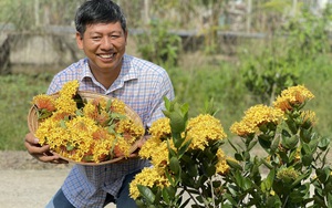 Một ông nông dân Đồng Tháp đi lạc ở Cần Thơ tình cờ phát hiện ra loài hoa bông trang tiền tỷ đang 