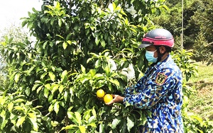 Khánh Hòa: Trồng thứ cây tốt um ra trái lạ, to như quả trứng, màu như vàng ròng, giá bán bình dân nhưng vẫn lãi