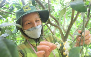 Mùa hoa đặc sản thơm ngào ngạt, nông dân Hà Tĩnh tiết lộ bí quyết thụ phấn &quot;bách phát bách trúng&quot;