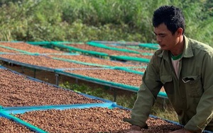 Giá cà phê nhân Đắk Lắk hôm nay tăng 500 đồng/kg, giống cà phê xanh lùn năng suất cao là bao nhiêu tấn?
