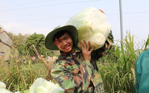 Trồng thứ rau có hàng trăm lớp lá cuộn chặt, trông đẹp như bông hoa, nông dân Sơn La lãi đậm