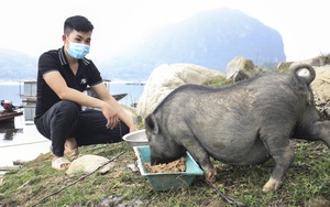 Hòa Bình: Cử nhân kế toán bỏ về quê nuôi la liệt lợn đen, "cá tiến vua" ven bờ sông Đà