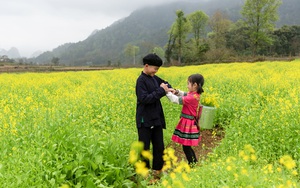 Đẹp ngất ngây mùa cải vàng tại Trùng Khánh, Cao Bằng