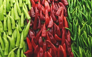 5 doanh nghiệp Việt Nam được chấp thuận xuất khẩu ớt tươi sang Trung Quốc