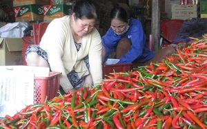 Trung Quốc chấp thuận cho 5 doanh nghiệp Việt Nam xuất khẩu ớt tươi chính ngạch