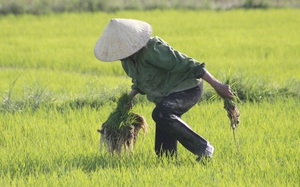 Quảng Bình: Xuất hiện loài ốc gì trên ruộng lúa khiến nông dân lo lắng