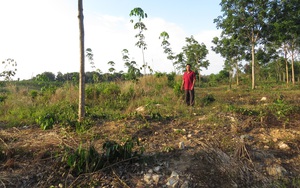 Dự án trồng rừng bị ‘xẻ thịt’ ở Bình Phước: Có dấu hiệu lừa đảo chiếm đoạt tiền hỗ trợ của người dân?