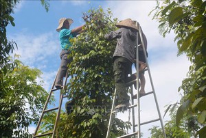 Giá hồ tiêu tăng nhưng nông dân vẫn "rầu hết cả người"