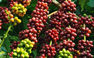 Giá cà phê nhân hôm nay 8/3-Đắk Lắk đang giữ ở mức giá nào, cách nào "ép" hoa cà phê nở đều nhất?