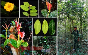 Đây là loài cây cực kỳ quý ở Bình Phước có trong Sách đỏ thế giới, chỉ có mấy chục cây ở một góc rừng
