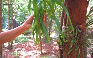 Thăm vườn lan "khủng" với hơn 100 loài của nghệ nhân chơi lan Phú Quốc